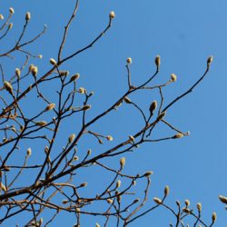 小菅トラウトガーデン 釣果