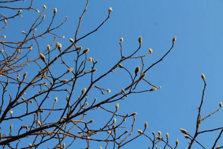 小菅トラウトガーデン 釣果