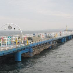 オリジナルメーカー海づり公園(市原市海づり施設) 釣果