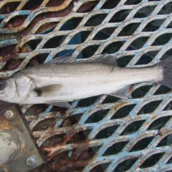 オリジナルメーカー海づり公園(市原市海づり施設) 釣果