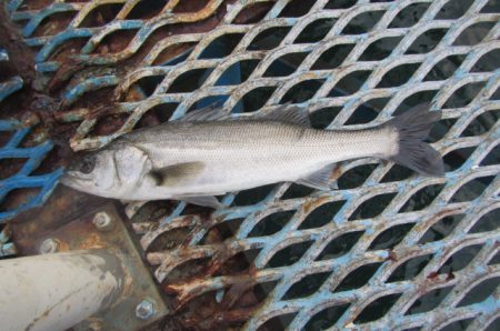 オリジナルメーカー海づり公園(市原市海づり…