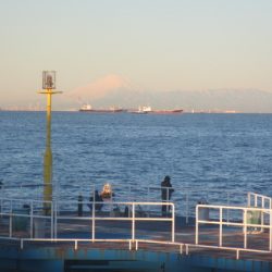 オリジナルメーカー海づり公園(市原市海づり施設) 釣果