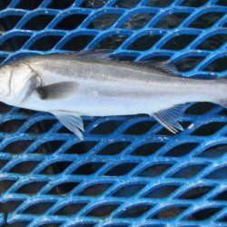 オリジナルメーカー海づり公園(市原市海づり施設) 釣果