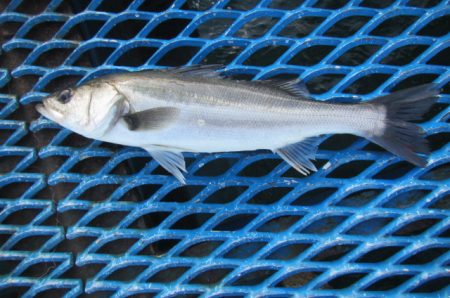 オリジナルメーカー海づり公園(市原市海づり…