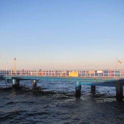 オリジナルメーカー海づり公園(市原市海づり施設) 釣果