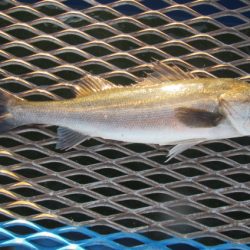 オリジナルメーカー海づり公園(市原市海づり施設) 釣果