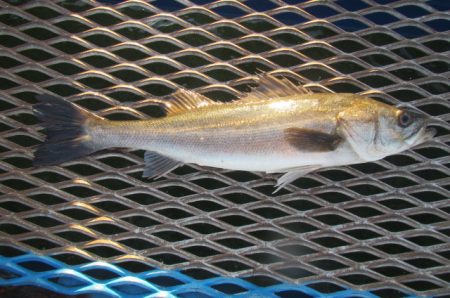 オリジナルメーカー海づり公園(市原市海づり…