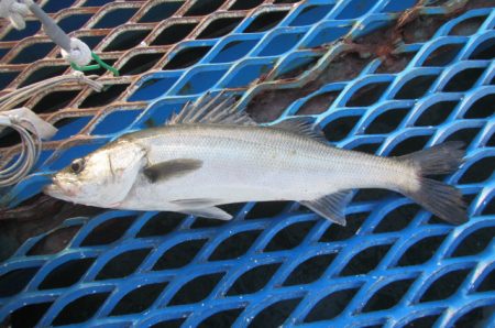 オリジナルメーカー海づり公園(市原市海づり…