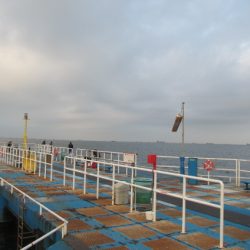 オリジナルメーカー海づり公園(市原市海づり施設) 釣果