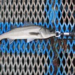 オリジナルメーカー海づり公園(市原市海づり施設) 釣果