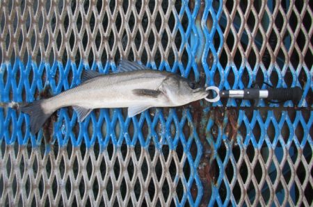 オリジナルメーカー海づり公園(市原市海づり施設) 釣果