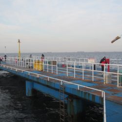 オリジナルメーカー海づり公園(市原市海づり施設) 釣果