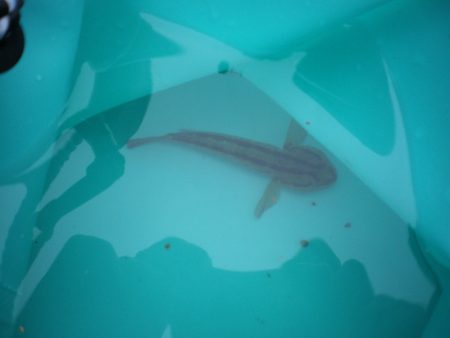 オリジナルメーカー海づり公園(市原市海づり施設) 釣果