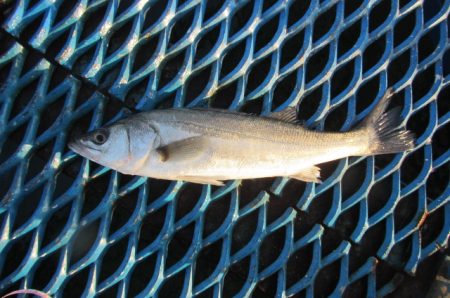 オリジナルメーカー海づり公園(市原市海づり施設) 釣果