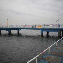 オリジナルメーカー海づり公園(市原市海づり施設) 釣果