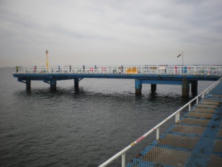 オリジナルメーカー海づり公園(市原市海づり施設) 釣果