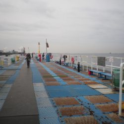 オリジナルメーカー海づり公園(市原市海づり施設) 釣果