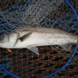 オリジナルメーカー海づり公園(市原市海づり施設) 釣果