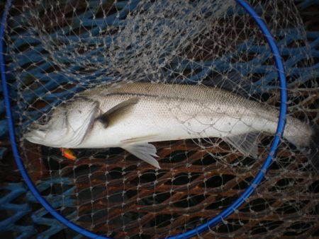 オリジナルメーカー海づり公園(市原市海づり…