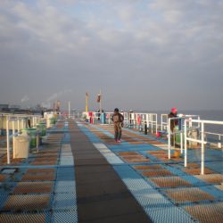 オリジナルメーカー海づり公園(市原市海づり施設) 釣果