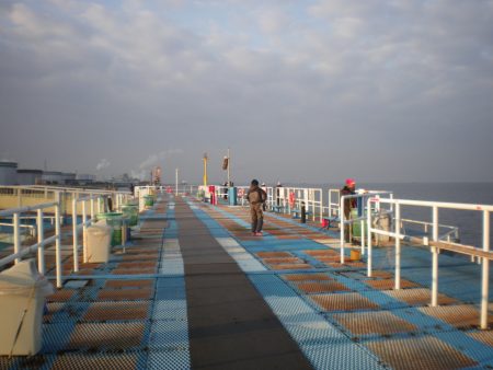 オリジナルメーカー海づり公園(市原市海づり施設) 釣果