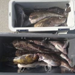 気仙沼　つり丸 釣果