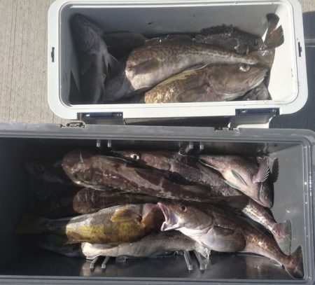 気仙沼　つり丸 釣果