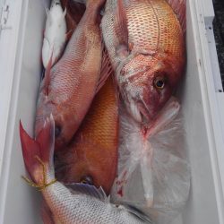 遊漁船 新鋭丸 釣果