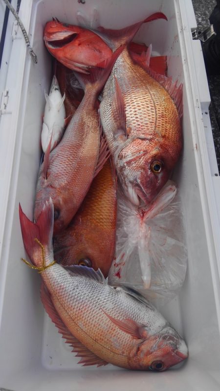 遊漁船 新鋭丸 釣果