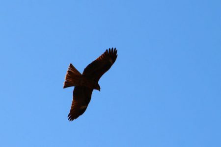 小菅トラウトガーデン 釣果