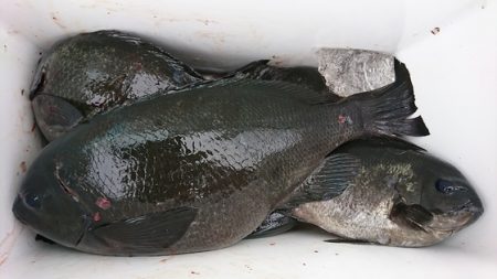 しば渡船 釣果