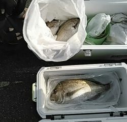 フィッシングガイド りょう 釣果