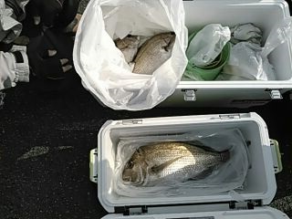 フィッシングガイド りょう 釣果