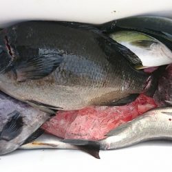 しば渡船 釣果
