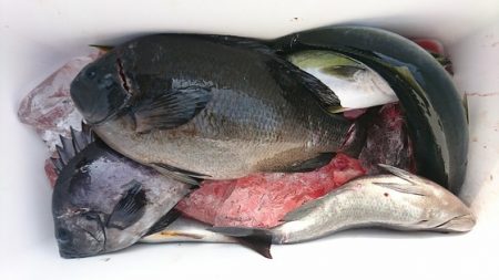 しば渡船 釣果