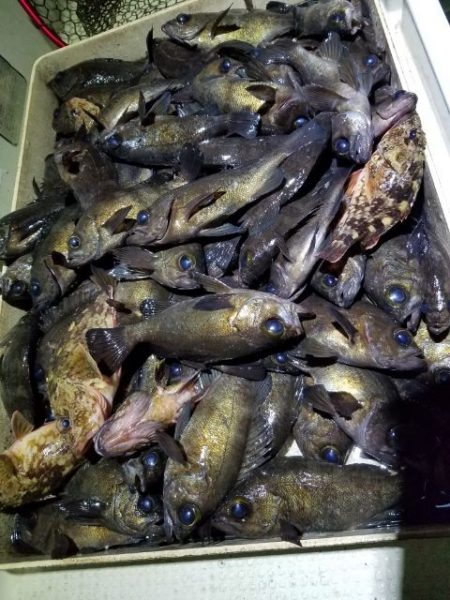 Magic（マジック） 釣果