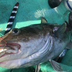 広進丸 釣果