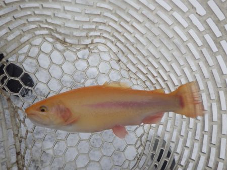 フィッシングレイクたかみや 釣果