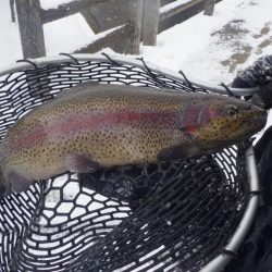 フィッシングレイクたかみや 釣果