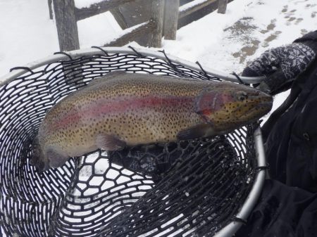 フィッシングレイクたかみや 釣果