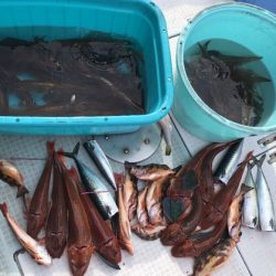 ふじしめ丸 釣果