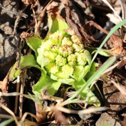 小菅トラウトガーデン 釣果