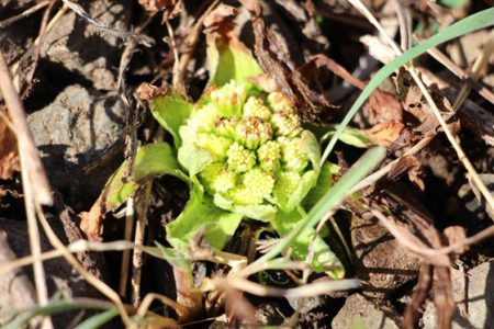 小菅トラウトガーデン 釣果