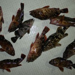 TOPGUN名古屋 釣果