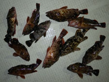 TOPGUN名古屋 釣果