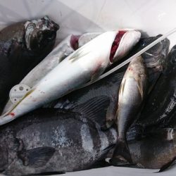しば渡船 釣果