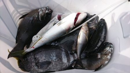 しば渡船 釣果
