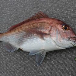 へいみつ丸 釣果