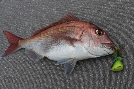 へいみつ丸 釣果