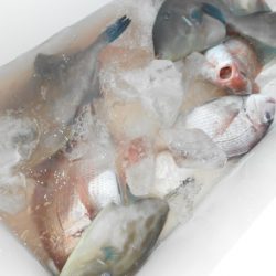 こうゆう丸 釣果